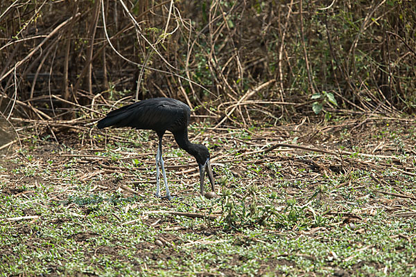 Mohrenklaffschnabel (Anastomus lamelligerus)