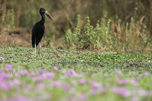 Mohrenklaffschnabel (Anastomus lamelligerus)