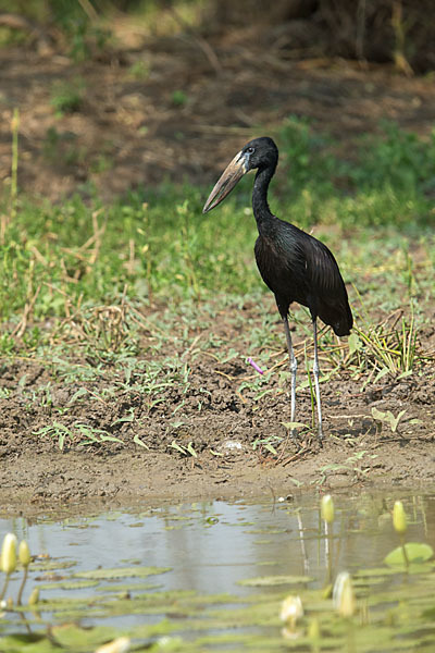 Mohrenklaffschnabel (Anastomus lamelligerus)