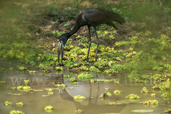 Mohrenklaffschnabel (Anastomus lamelligerus)