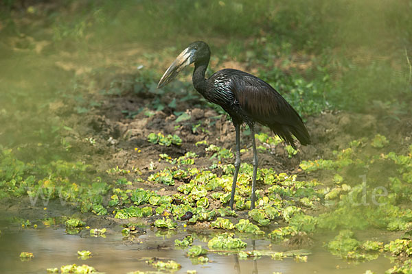 Mohrenklaffschnabel (Anastomus lamelligerus)