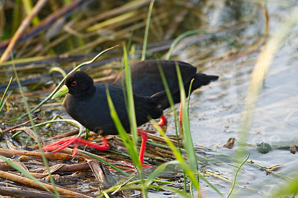 Mohrensumpfhuhn (Amaurornis flavirostra)