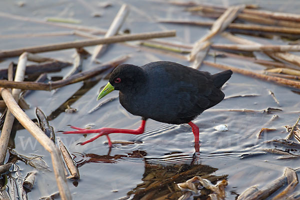 Mohrensumpfhuhn (Amaurornis flavirostra)