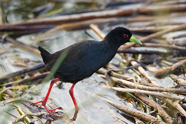 Mohrensumpfhuhn (Amaurornis flavirostra)