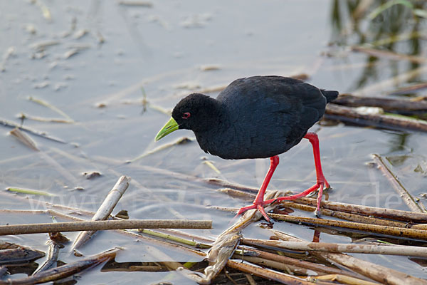 Mohrensumpfhuhn (Amaurornis flavirostra)