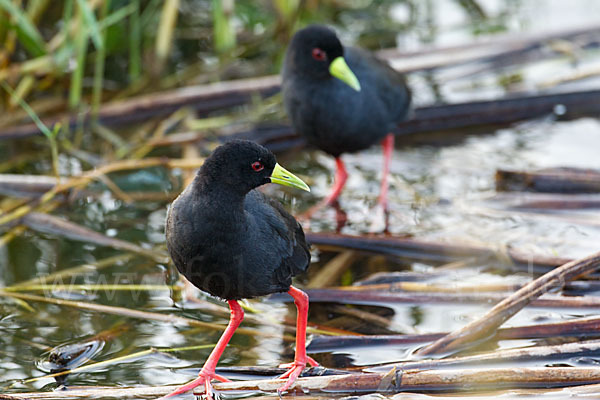 Mohrensumpfhuhn (Amaurornis flavirostra)