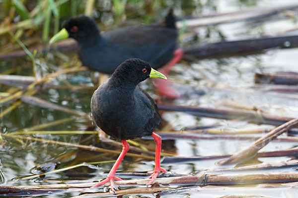 Mohrensumpfhuhn (Amaurornis flavirostra)