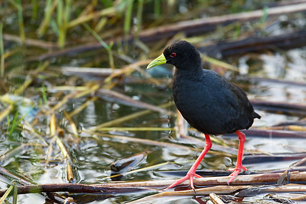 Mohrensumpfhuhn (Amaurornis flavirostra)