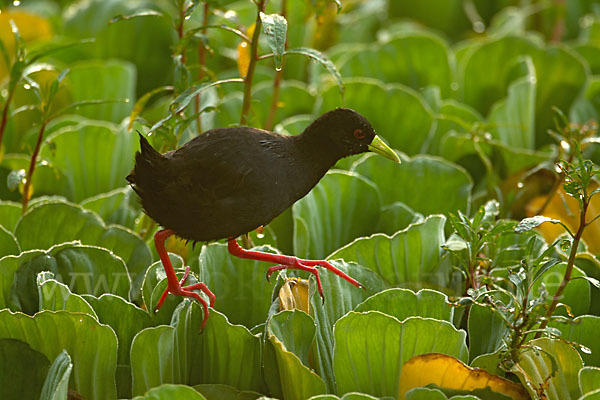 Mohrensumpfhuhn (Amaurornis flavirostra)