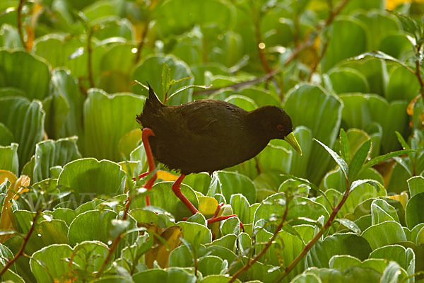 Mohrensumpfhuhn (Amaurornis flavirostra)