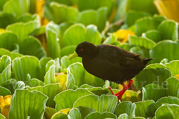 Mohrensumpfhuhn (Amaurornis flavirostra)