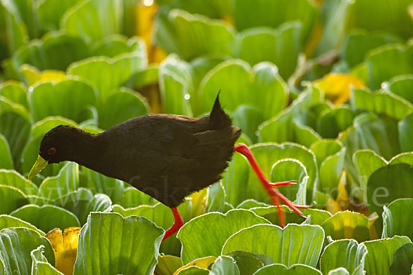 Mohrensumpfhuhn (Amaurornis flavirostra)