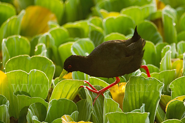 Mohrensumpfhuhn (Amaurornis flavirostra)