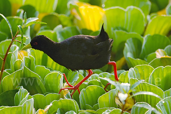 Mohrensumpfhuhn (Amaurornis flavirostra)