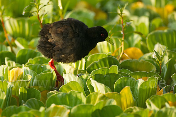 Mohrensumpfhuhn (Amaurornis flavirostra)