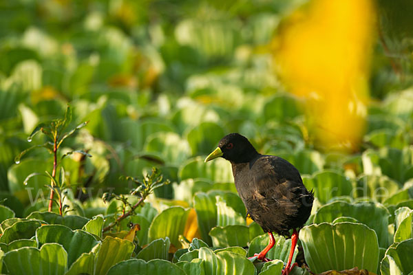 Mohrensumpfhuhn (Amaurornis flavirostra)