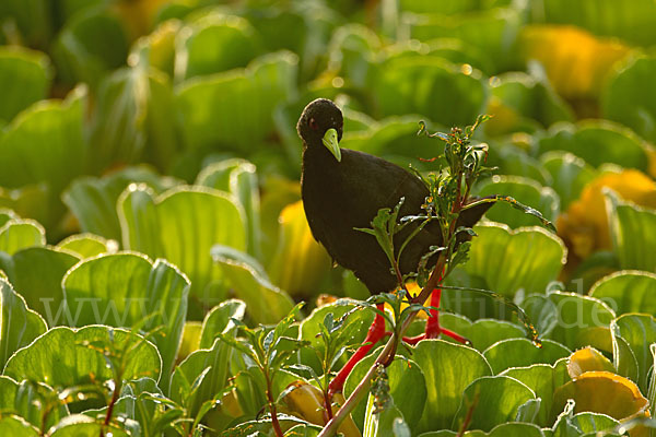 Mohrensumpfhuhn (Amaurornis flavirostra)