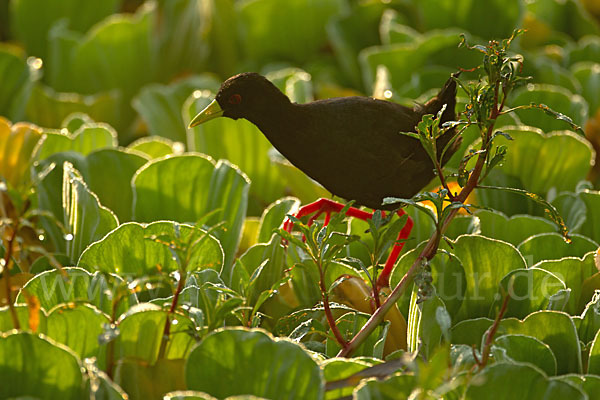 Mohrensumpfhuhn (Amaurornis flavirostra)