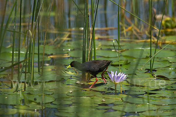 Mohrensumpfhuhn (Amaurornis flavirostra)