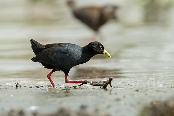 Mohrensumpfhuhn (Amaurornis flavirostra)