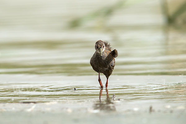 Mohrensumpfhuhn (Amaurornis flavirostra)