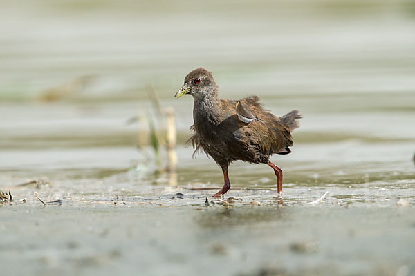 Mohrensumpfhuhn (Amaurornis flavirostra)