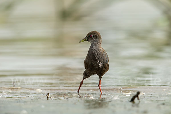 Mohrensumpfhuhn (Amaurornis flavirostra)