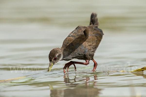 Mohrensumpfhuhn (Amaurornis flavirostra)