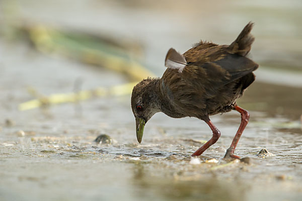 Mohrensumpfhuhn (Amaurornis flavirostra)