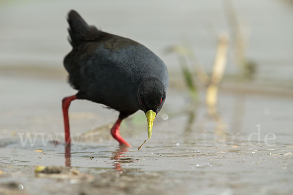 Mohrensumpfhuhn (Amaurornis flavirostra)