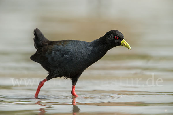 Mohrensumpfhuhn (Amaurornis flavirostra)