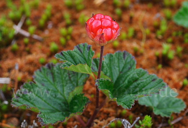 Moltebeere (Rubus chamaemorus)