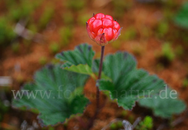 Moltebeere (Rubus chamaemorus)