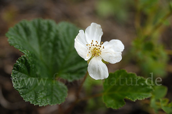 Moltebeere (Rubus chamaemorus)