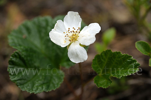 Moltebeere (Rubus chamaemorus)