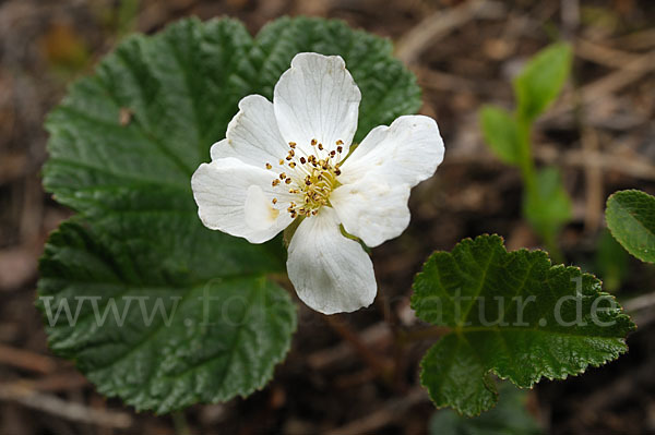 Moltebeere (Rubus chamaemorus)