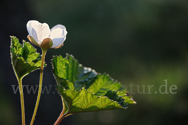 Moltebeere (Rubus chamaemorus)