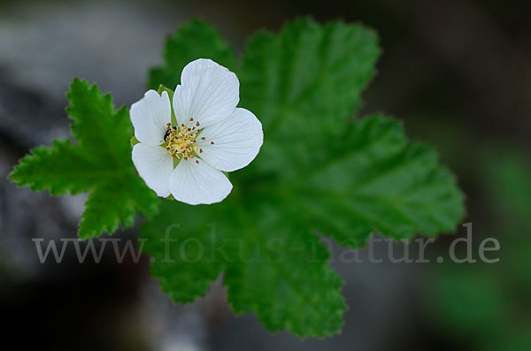 Moltebeere (Rubus chamaemorus)