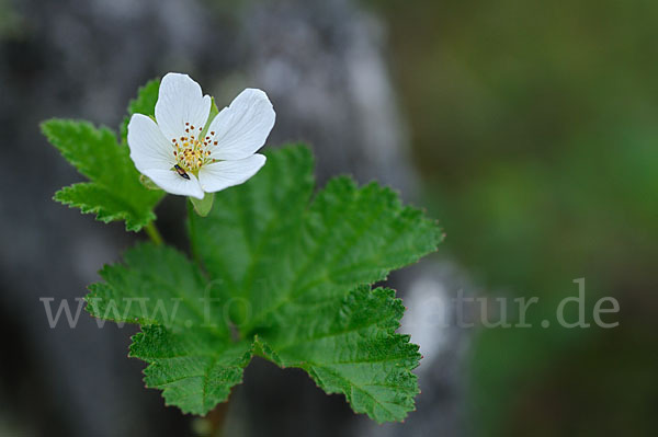 Moltebeere (Rubus chamaemorus)