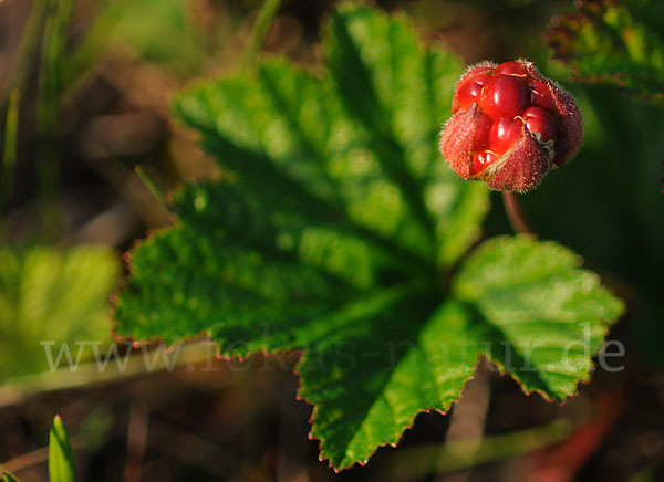 Moltebeere (Rubus chamaemorus)