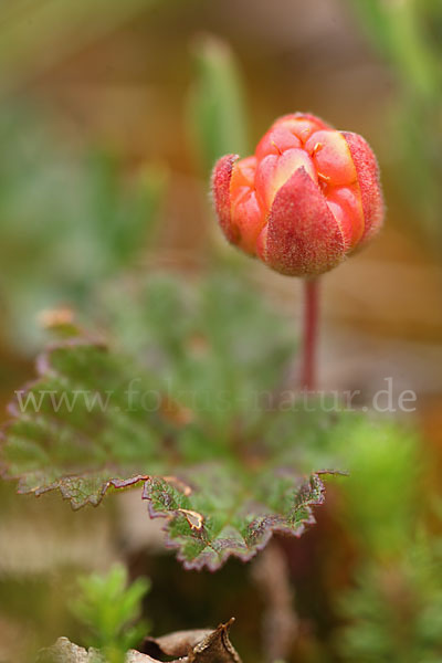 Moltebeere (Rubus chamaemorus)