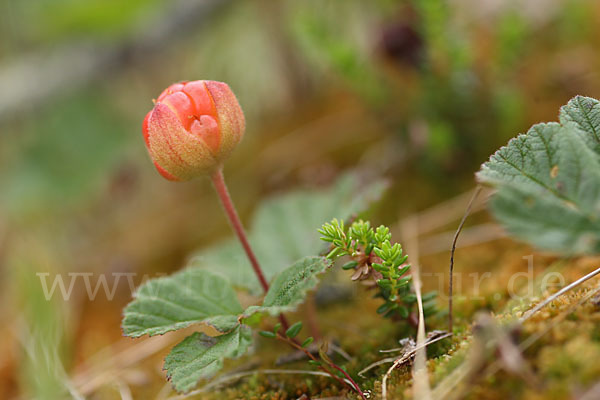 Moltebeere (Rubus chamaemorus)