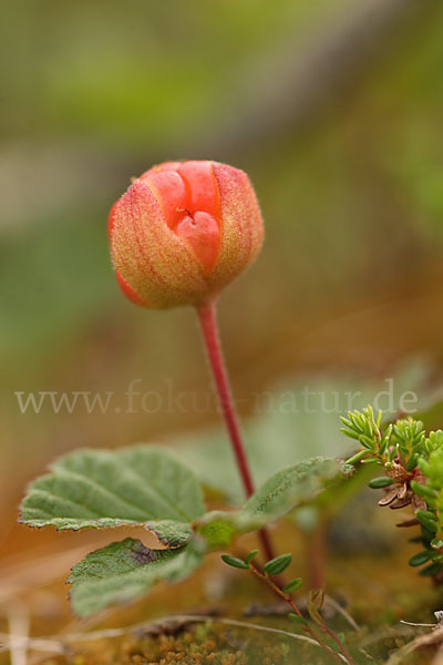 Moltebeere (Rubus chamaemorus)