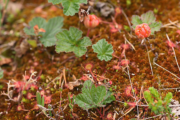 Moltebeere (Rubus chamaemorus)