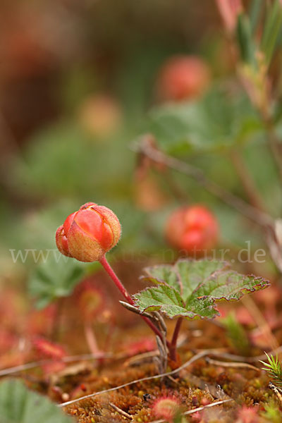 Moltebeere (Rubus chamaemorus)