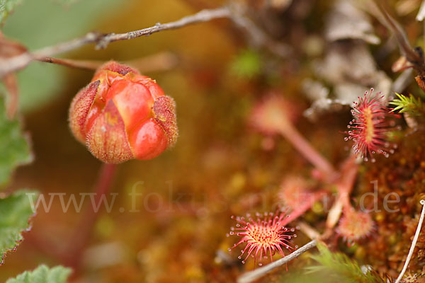 Moltebeere (Rubus chamaemorus)