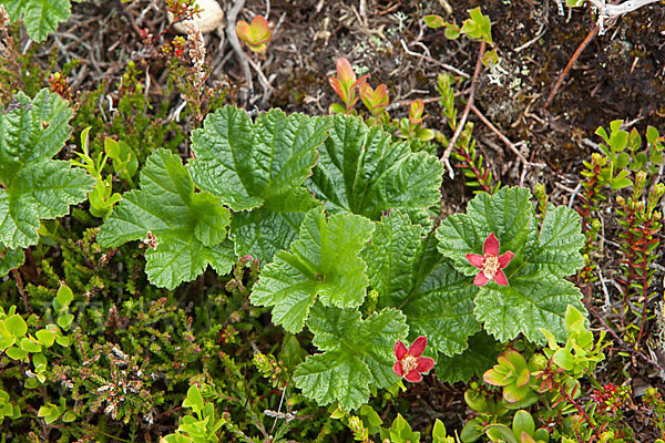 Moltebeere (Rubus chamaemorus)