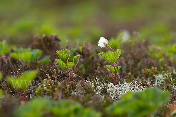 Moltebeere (Rubus chamaemorus)