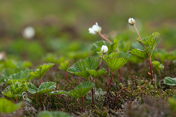 Moltebeere (Rubus chamaemorus)