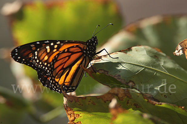 Monarchfalter (Danaus plexippus)